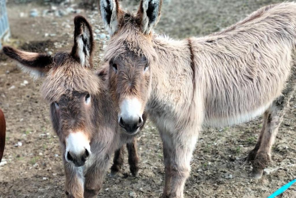 Appartamento Di Montagna Lo Grop Chambave Exteriér fotografie
